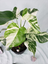 Load image into Gallery viewer, Borsigiana Albo, Exact Plant, 2 plants in 1 pot, variegated Monstera
