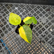 Load image into Gallery viewer, Alocasia wentii aurea, Exact Plant Ships Nationwide
