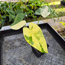 Load image into Gallery viewer, Philodendron Ilsemanii, Exact Plant Variegated Ships Nationwide

