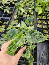 Load image into Gallery viewer, Alocasia Dragon Scale Albo Galaxy variegated 2.5" pot, Fedex 2day*
