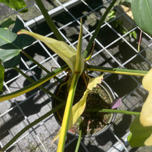 Load image into Gallery viewer, Philodendron Golden Dragon, Exact Plant Variegated
