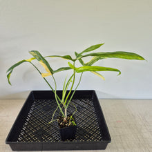 Load image into Gallery viewer, Philodendron Holtonianum Variegated exact plant, Fedex 2day*

