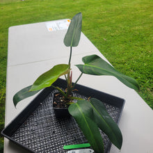 Load image into Gallery viewer, Philodendron Sagittifolium, Tuxtlanum Rubra, Exact Plant Ships Nationwide
