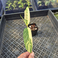 Load image into Gallery viewer, Rhaphidophora Lobbii, Exact Plant Variegated Ships Nationwide
