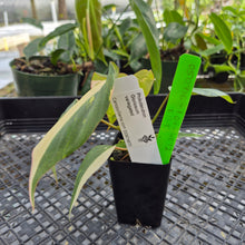 Load image into Gallery viewer, Philodendron Gloriosum Exact Plant Ships nationwide

