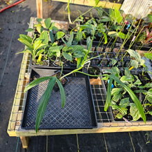 Load image into Gallery viewer, Philodendron Holtonianum, Exact Plant 4&#39;&#39; pot Ships Nationwide
