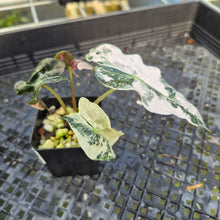 Load image into Gallery viewer, Alocasia Polly Pink variegated exact plant, Fedex 2day*
