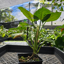 Load image into Gallery viewer, Syngonium Green Splash, Exact Plant Variegated Ships Nationwide
