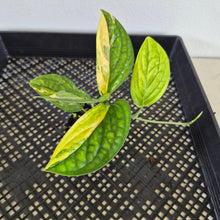 Load image into Gallery viewer, Monstera Peru "Karstenianum" Variegated exact plant, Fedex 2day*
