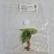Load image into Gallery viewer, Alocasia Heterophylla Metallic Blue Aurea Variegated tissue culture 2DayAir
