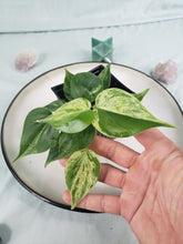 Load image into Gallery viewer, Hederaceum Heart Leaf, exact plant, variegated Philodendron, ships nationwide
