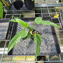Load image into Gallery viewer, Philodendron Minarum 'Lime Fiddle' exact plant, Fedex 2day*
