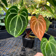 Load image into Gallery viewer, Anthurium Magnificum X Red Crystalinum, Exact Plant Ships Nationwide
