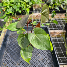 Load image into Gallery viewer, Anthurium Red Beauty, Exact Plant Ships Nationwide
