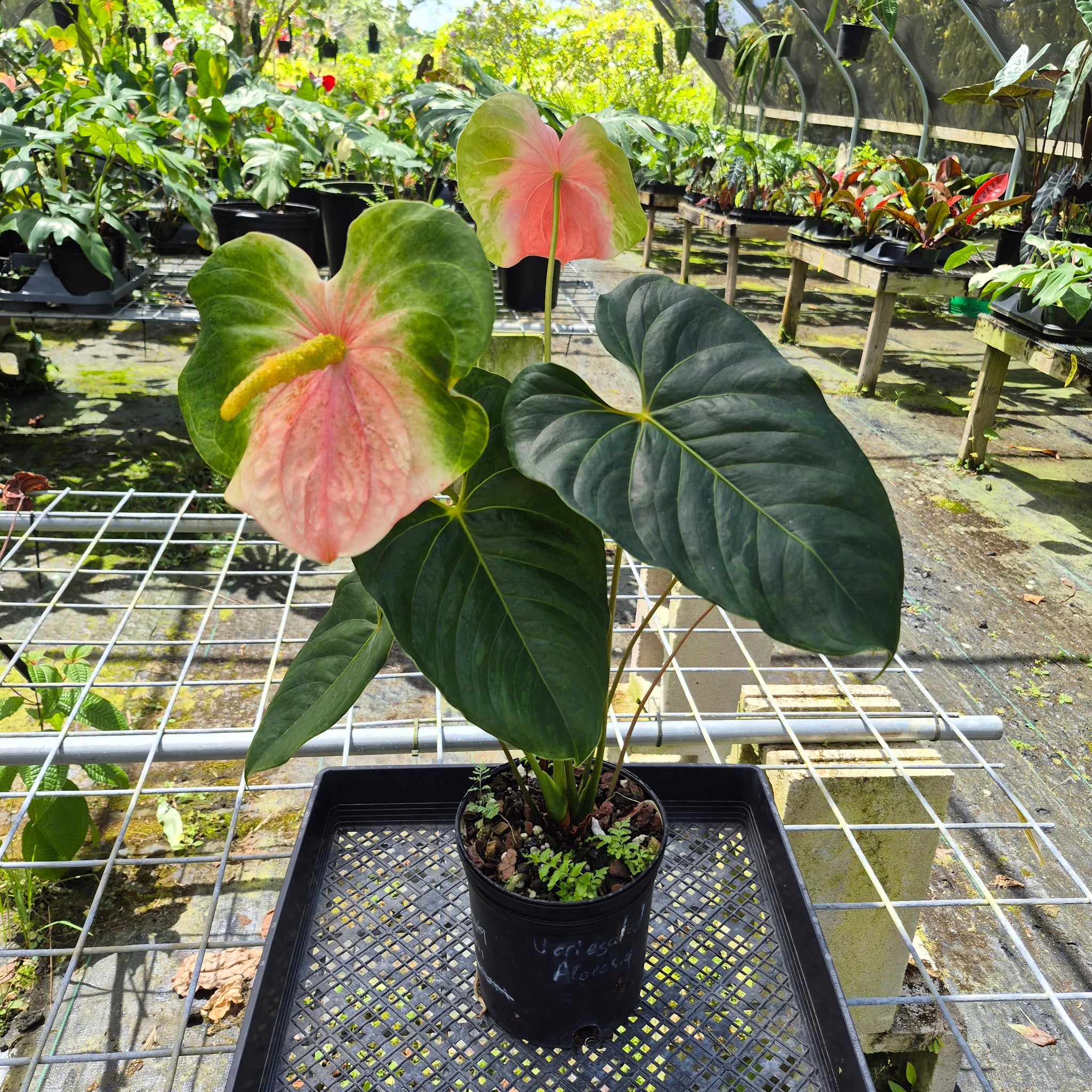 anthurium bicolor Anthurium Anuenue Obake bicolor, pink/ green, Exact Plant