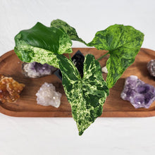 Load image into Gallery viewer, Syngonium Mojito Variegated 2.5&quot; Pot, Fedex 2 day*
