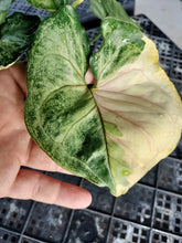 Load image into Gallery viewer, Syngonium Mango Allusion, Orm Thong, Exact Plant Variegated Ships Nationwide
