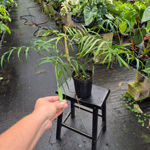 Load image into Gallery viewer, Philodendron Polypodoides, Exact Plant Ships Nationwide
