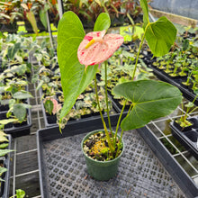 Load image into Gallery viewer, Anthurium Shibori Variegated exact plant, Fedex 2day
