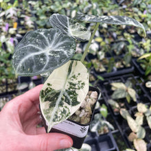 Load image into Gallery viewer, Alocasia Ninja Albo, Variegated 2.5" pot, Fedex 2day*
