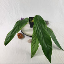 Load image into Gallery viewer, Anthurium Spectabile, Exact Plant Ships Nationwide
