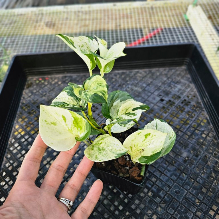 Pothos Manjula, Exact Plant variegated 4