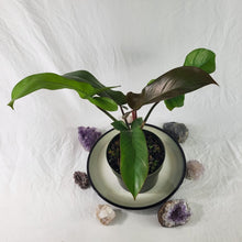 Load image into Gallery viewer, Philodendron Florida Bronze, Exact Plant
