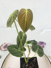 Load image into Gallery viewer, Philodendron Melanochrysum, Exact Plant
