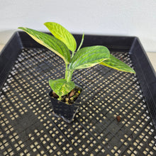 Load image into Gallery viewer, Monstera Peru "Karstenianum" Variegated exact plant, Fedex 2day*
