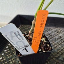 Load image into Gallery viewer, Philodendron Spiritus Sancti exact plant, Fedex 2day*
