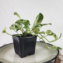 Load image into Gallery viewer, Epipremnum Pinnatum Marble, Exact Plant Variegated 3 tops
