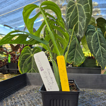 Load image into Gallery viewer, Monstera Esqueleto, Exact Plant Ships Nationwide
