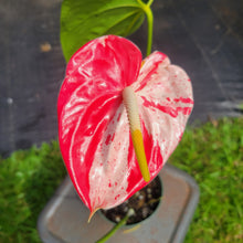 Load image into Gallery viewer, Anthurium Shibori, Exact Plant Variegated Ships Nationwide
