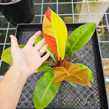 Load image into Gallery viewer, Philodendron Red Moon, Exact Plant Variegated
