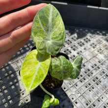 Load image into Gallery viewer, Alocasia Ninja Tricolor Black Velvet, Exact Plant Variegated Ships Nationwide
