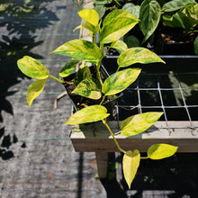 Load image into Gallery viewer, Epipremnum Pinnatum Sunburst, Exact Plant Variegated Ships Nationwide

