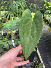 Load image into Gallery viewer, Anthurium (Ace of Spades Dark Form x Kunayalense) x Pap FS 2.5" pot, Fedex 2day*
