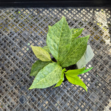 Load image into Gallery viewer, Zamioculcas Zamiifolia Wild Form ZZ, Exact Plant Variegated Ships Nationwide
