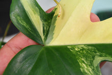 Load image into Gallery viewer, Philodendron Florida Beauty, low variegation, exact plant, ships nationwide
