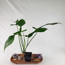 Load image into Gallery viewer, Philodendron Joepii 4" pot, Fedex 2day*
