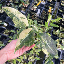 Load image into Gallery viewer, Alocasia Longiloba Grandis Aurea Variegated 2.5" pot, Fedex 2day*
