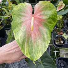 Load image into Gallery viewer, Anthurium Anuenue Obake Bicolor pink/green Fedex 2day
