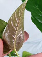 Load image into Gallery viewer, Anthurium Cupulispathum X Pedatum 4&quot; pot,, Fedex 2 day*
