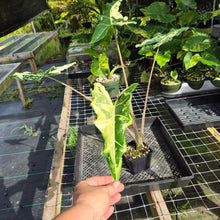 Load image into Gallery viewer, Alocasia Sarian albo variegated exact plant, Fedex 2day*
