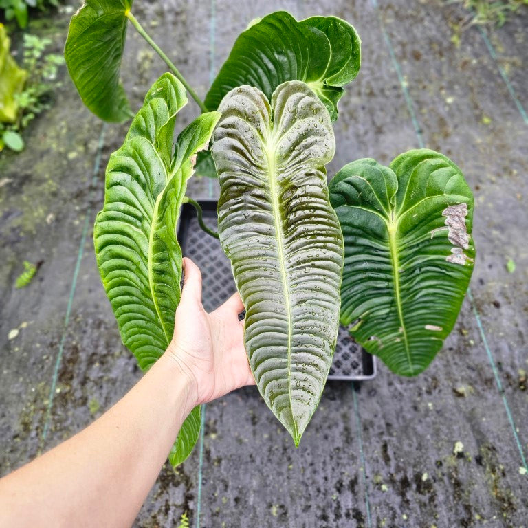 Anthurium Veitchii Narrow Form, Exact Plant XXL – Canopy Gems