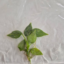 Load image into Gallery viewer, Philodendron Sodiroi Variegated tissue culture Fedex 2day
