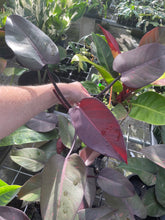 Load image into Gallery viewer, Philodendron Orange Princess Variegated 4" pot, Fedex 2day*

