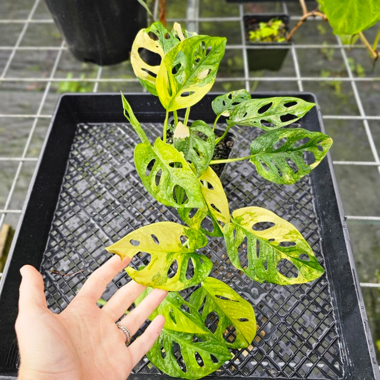 Monstera Adansonii Aurea, Exact Plant Variegated Double plant