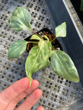 Load image into Gallery viewer, Philodendron Gloriosum Snow Leopard variegated 2.5" pot, Fedex 2day*

