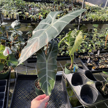 Load image into Gallery viewer, Alocasia Longiloba, Denudata exact plant, Fedex 2day
